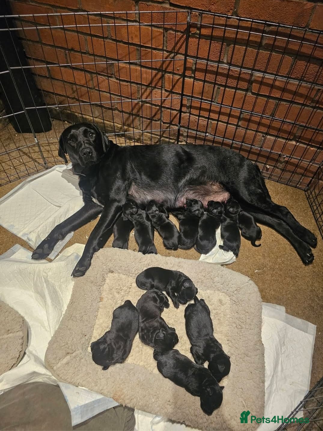 Labrador Retriever dogs Beautiful puppies for sale - Advert 6