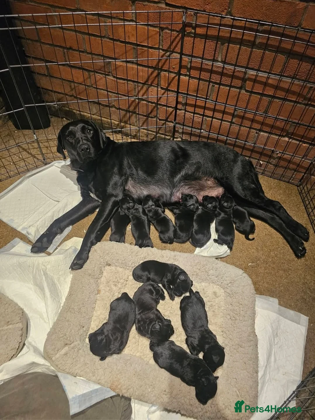 Labrador Retriever dogs for sale: Beautiful puppies for sale in Ipswich - Advert 1