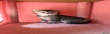British Shorthair Kitten 1