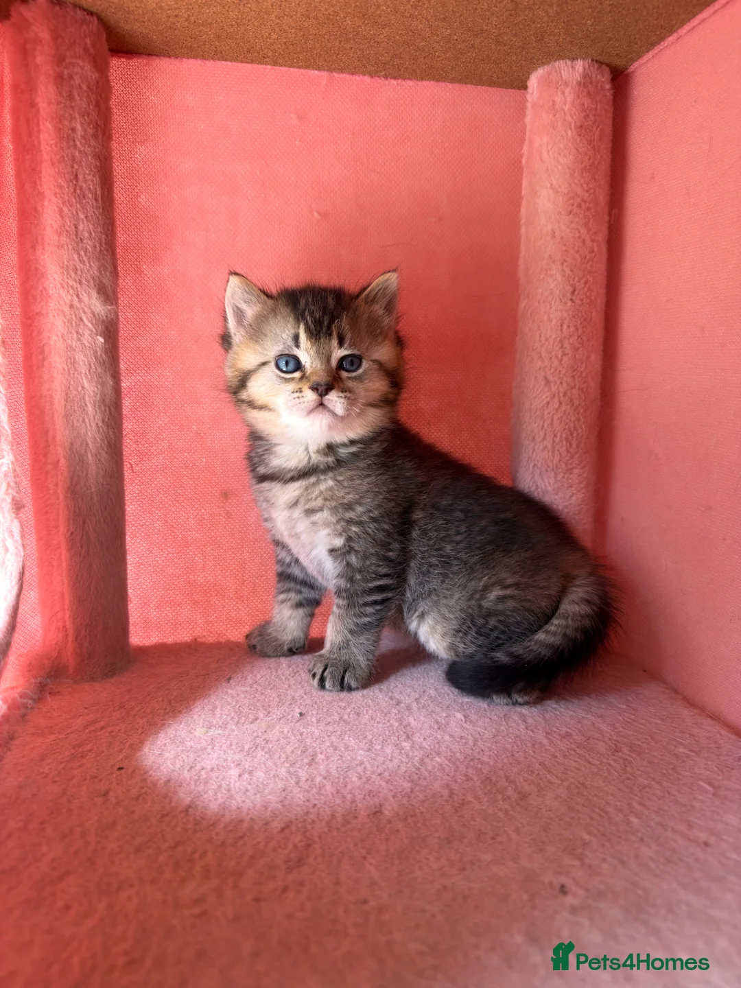 British Shorthair cats for sale: looking for a new home !!!!!!!!! Ready to collect  - Advert 15