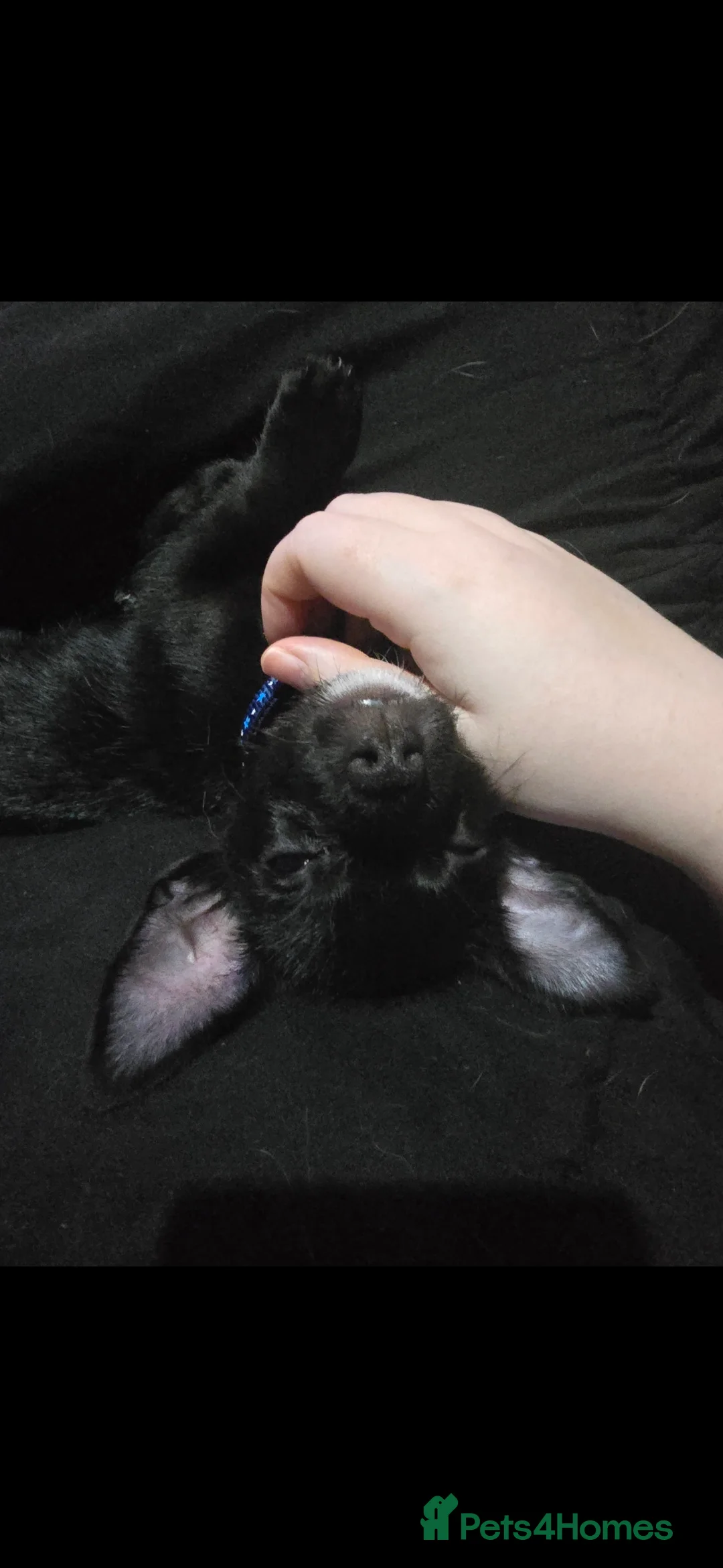 Mixed Breed dogs for sale: Rehoming  - Advert 2