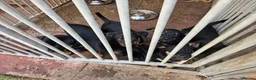 Australian Kelpie dogs for sale: Working Kelpie Pups in Melton Mowbray - Advert 5