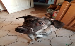 Mixed Breed dogs for adoption: Meet Fagan, currently residing in Wales - Image 7