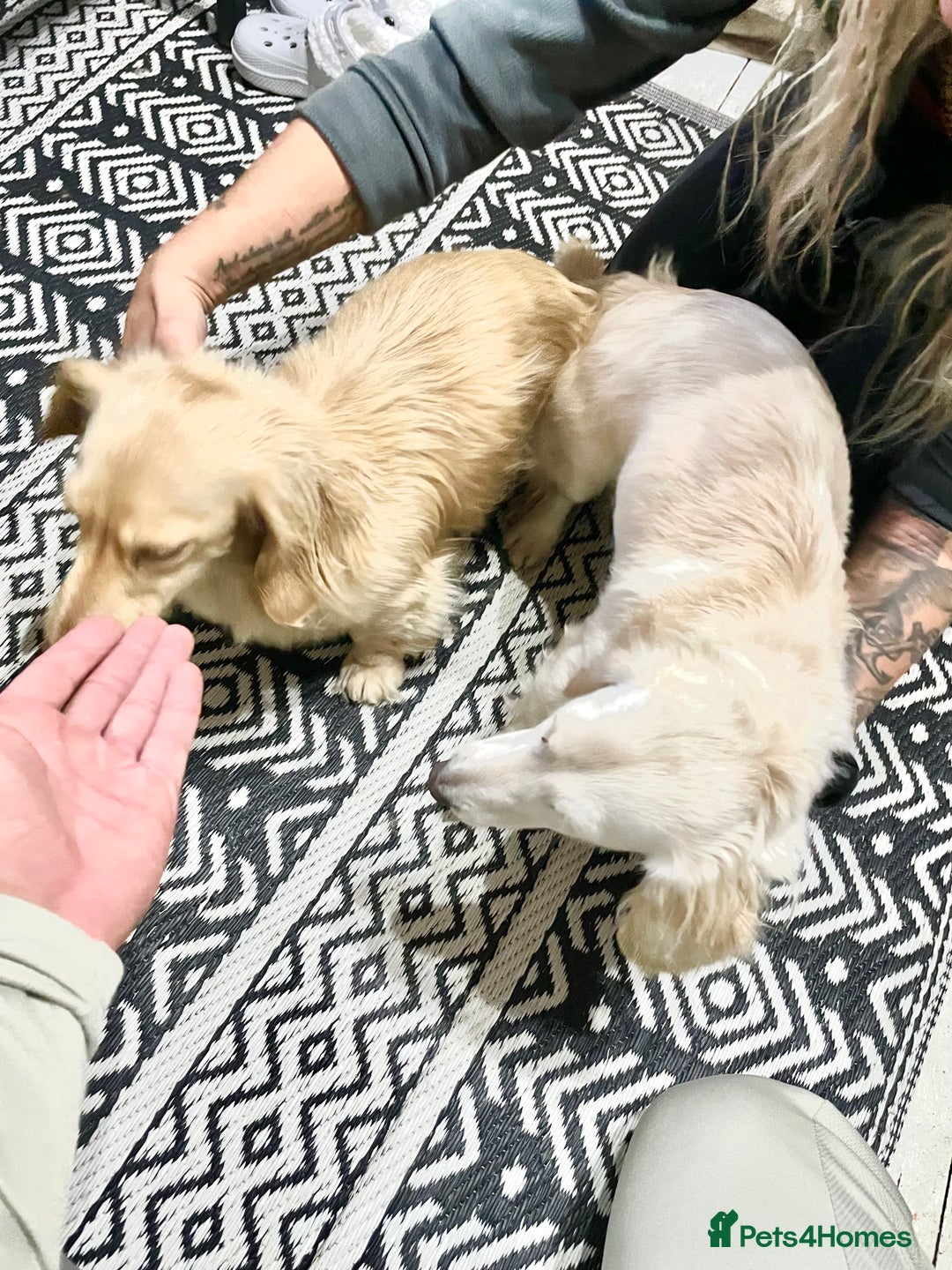 Miniature Dachshund dogs for sale: Miniature Dash hound long haired English  cream - Advert 19