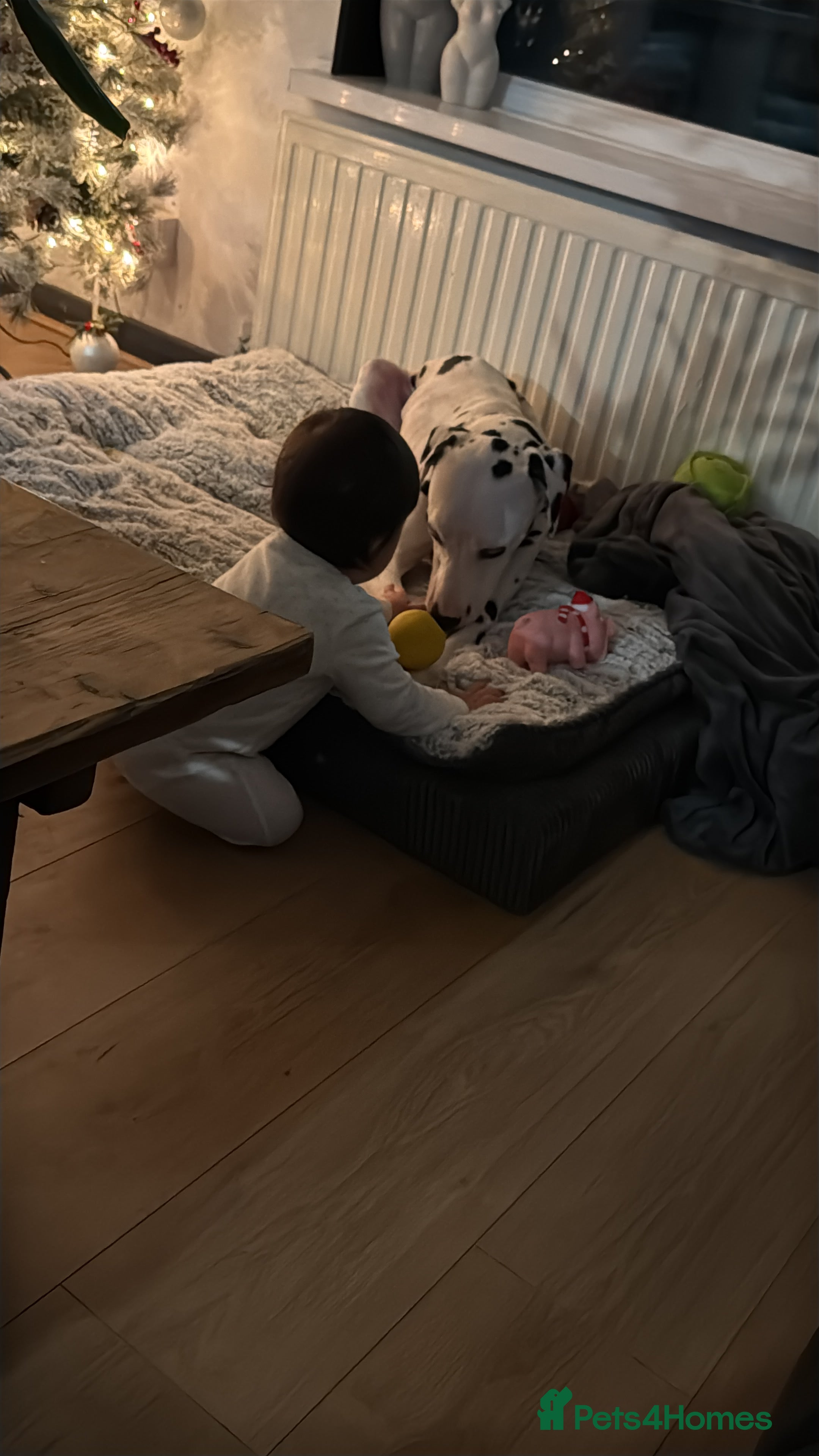 Dalmatian dogs Dalmation boy  - Advert 5