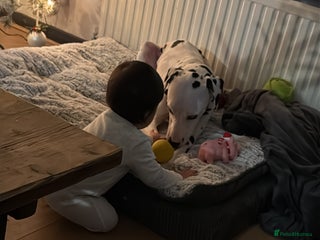 Dalmatian dogs Dalmation boy - Advert 5