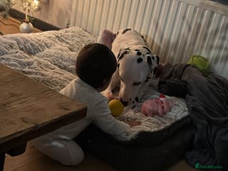 Dalmatian dogs Dalmation boy - Advert 3