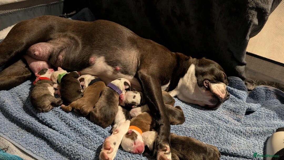 Boston Terrier dogs for sale: Boston terrier puppies  - Advert 9