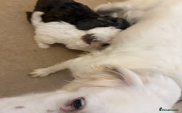 Cockapoo dogs for sale: Cockapoo puppies - Image 4