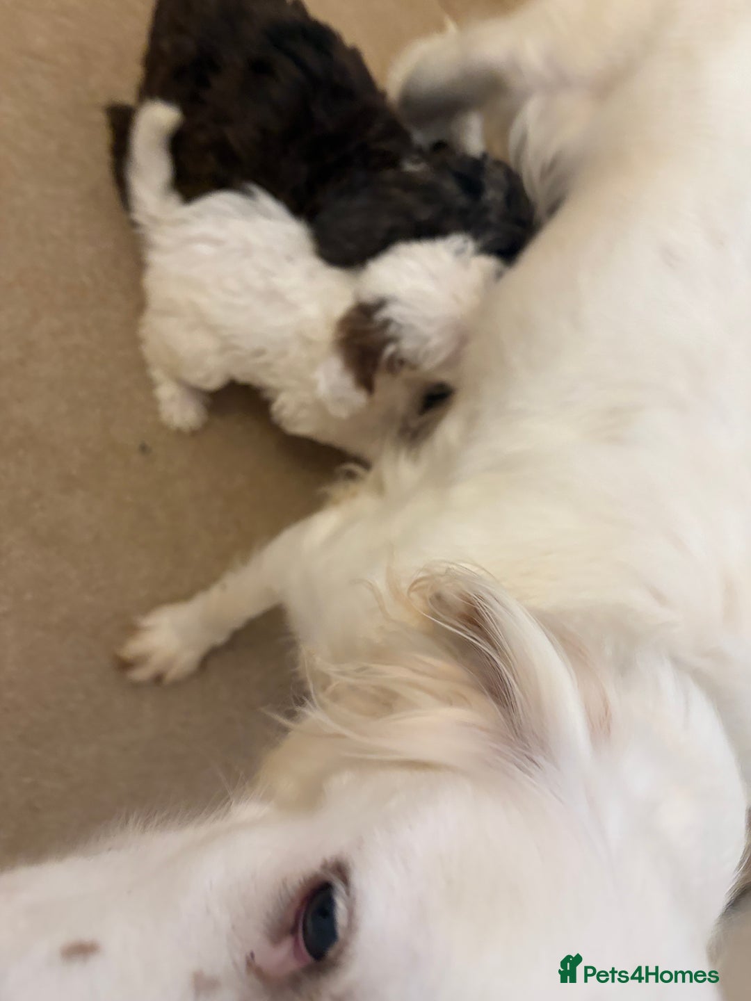 Cockapoo dogs for sale: Cockapoo puppies - Image 4