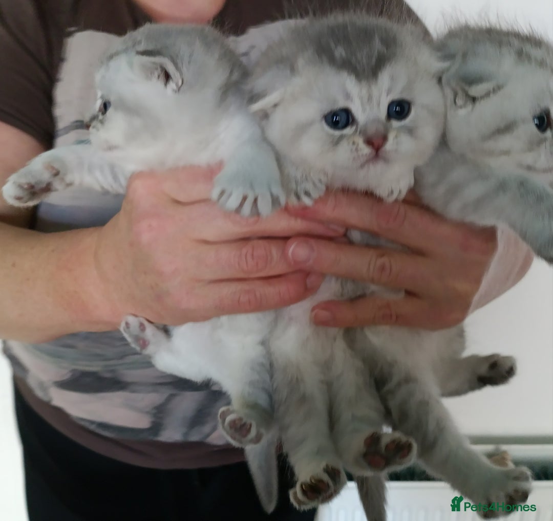 Scottish Fold cats for sale: Scottish Fold kitten  - Advert 12