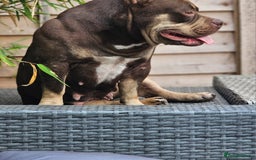 American Bully dogs for sale: REDUCED last girl Quality american Pocket Bully  - Image 19