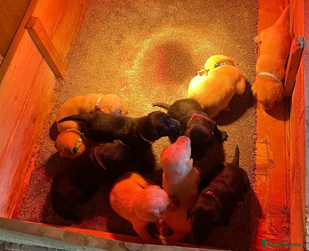Labrador Retriever dogs for sale: 🐾KC Lab pups  - Advert 2