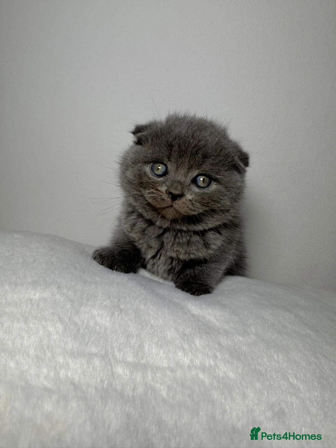 British Shorthair cats for sale: the boy with straight ears  - Advert 4