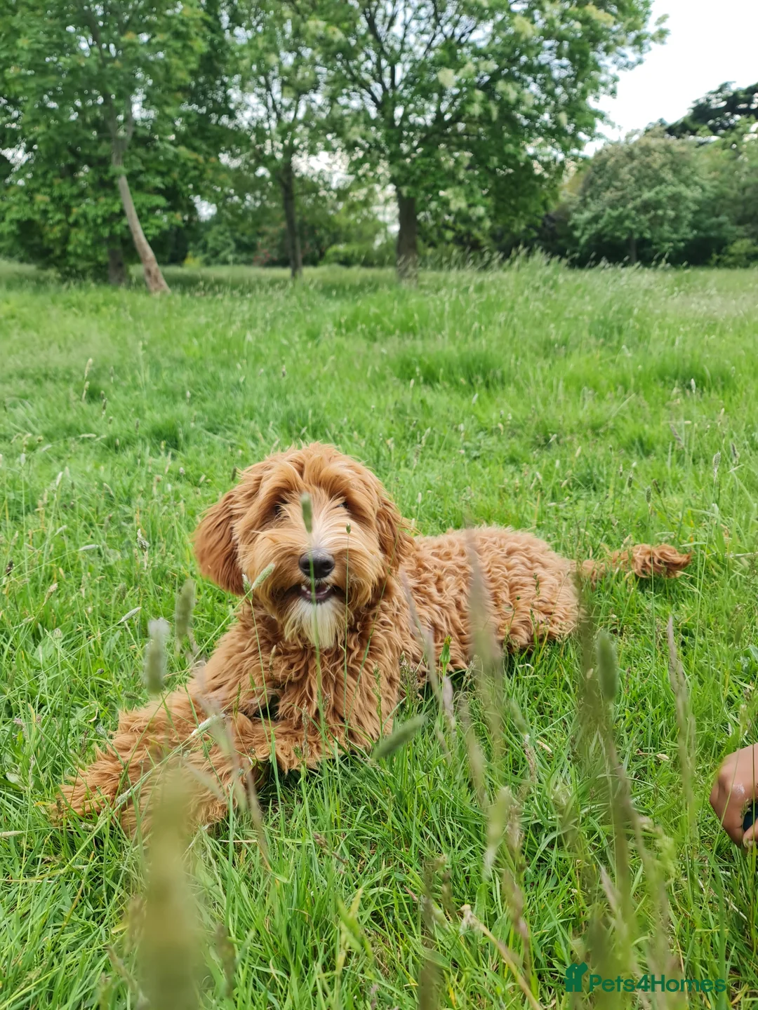 Australian Labradoodle dogs for sale: Multi-Gen Australian Labradoodles – Due Feb 2026 - Advert 5