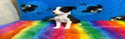 Border Collie dogs for sale: 💖 KC Reg 💖 Agility/Sports Border Collies 💖 in Buxton - Advert 6
