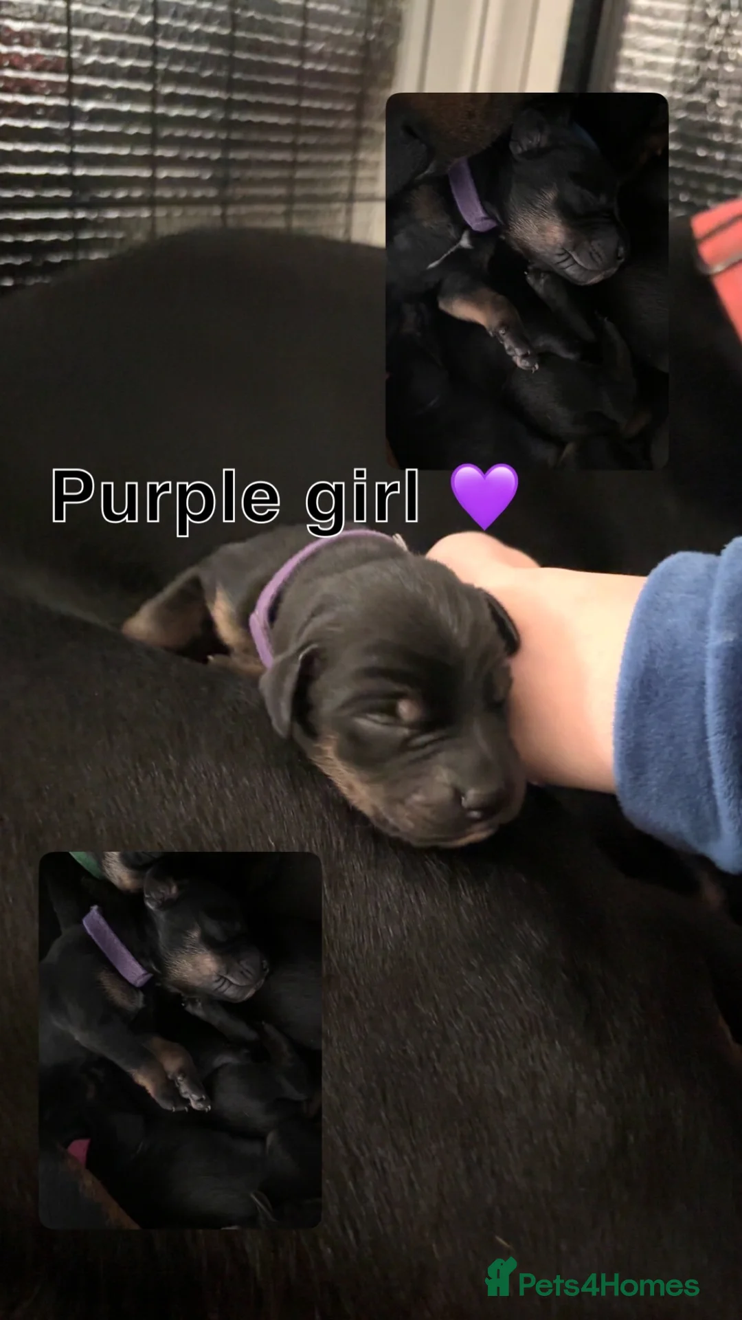 Dobermann dogs for sale: Doberman puppies in Liverpool - Advert 11