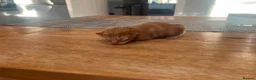 Maine Coon cats for sale: Gorgeous Maine Coon Kittens  - Advert 3