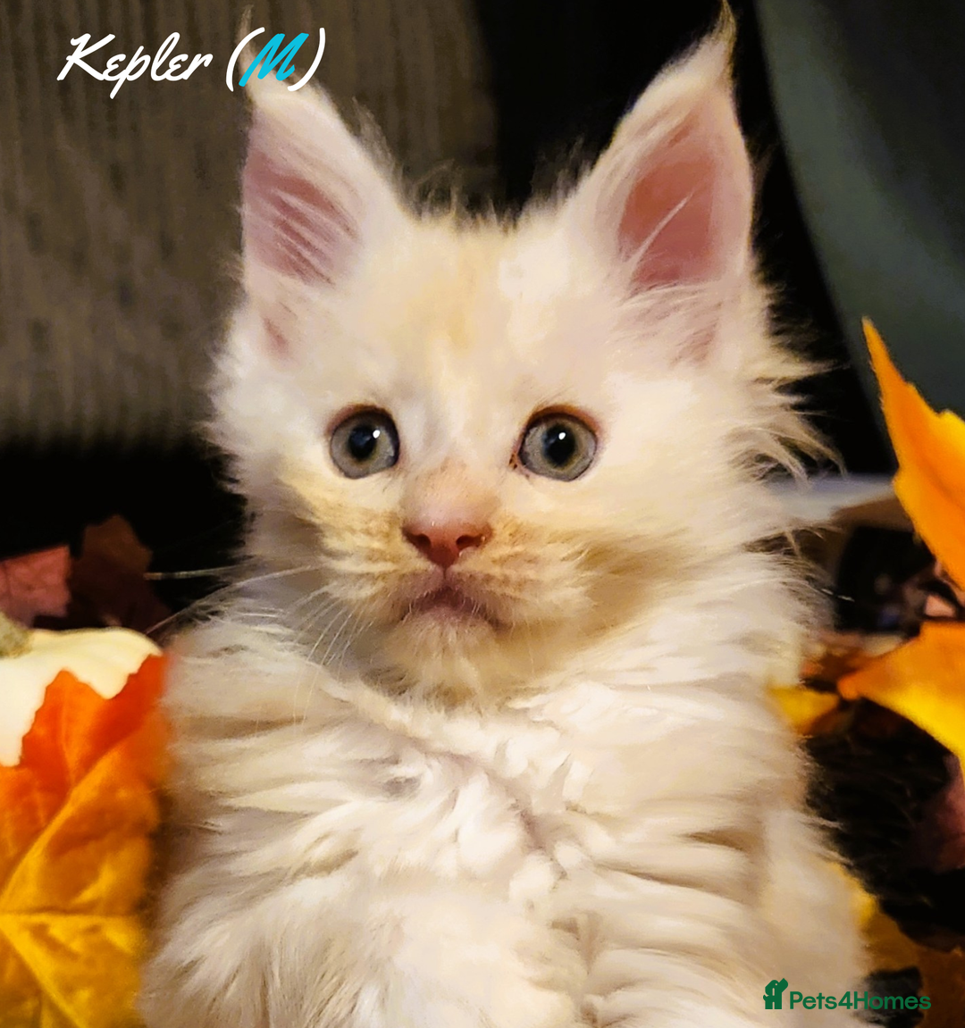 Maine Coon cats for sale: TICA Registered Kittens for Sale  - Image 19