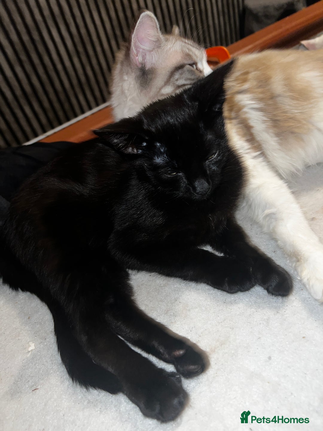 Mixed Breed cats for sale: 1 Black Male kitten, ready to leave.  - Image 5