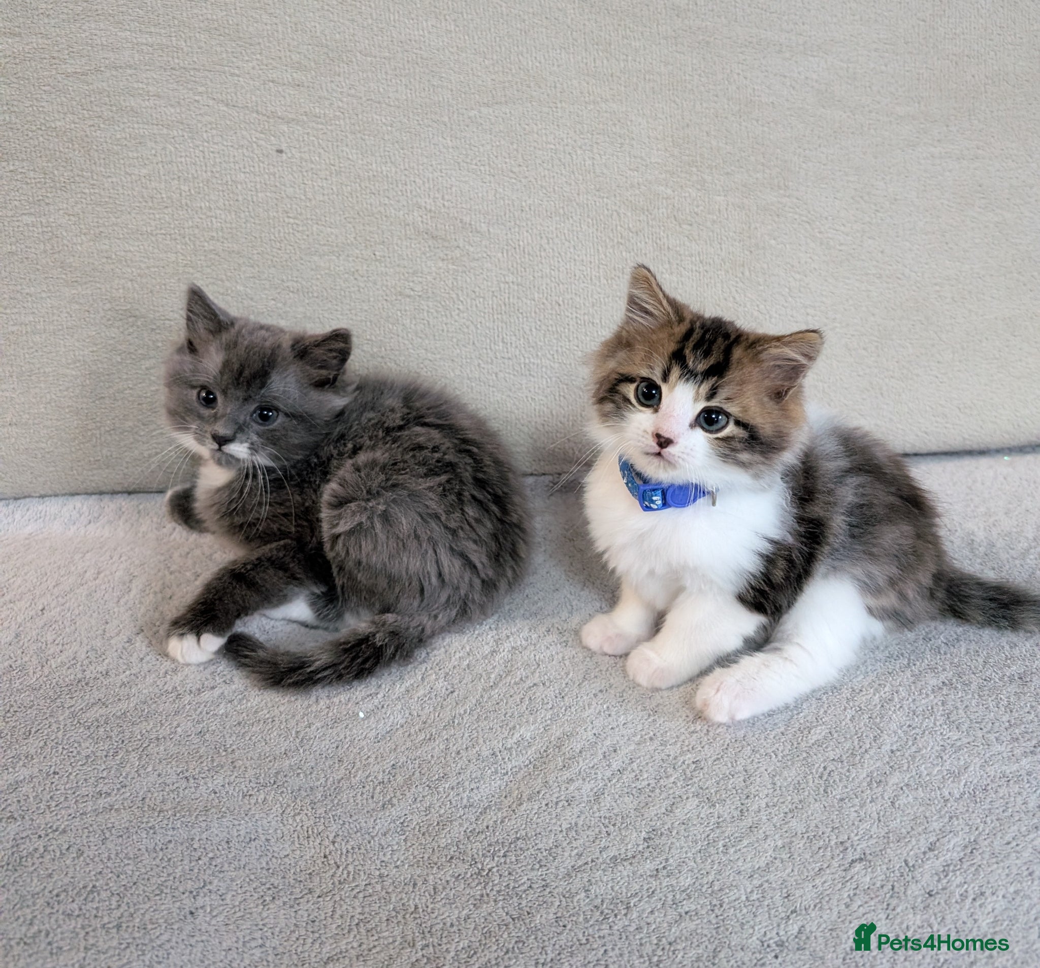 Siberian cats Siberian crossed kittens  - Advert 1