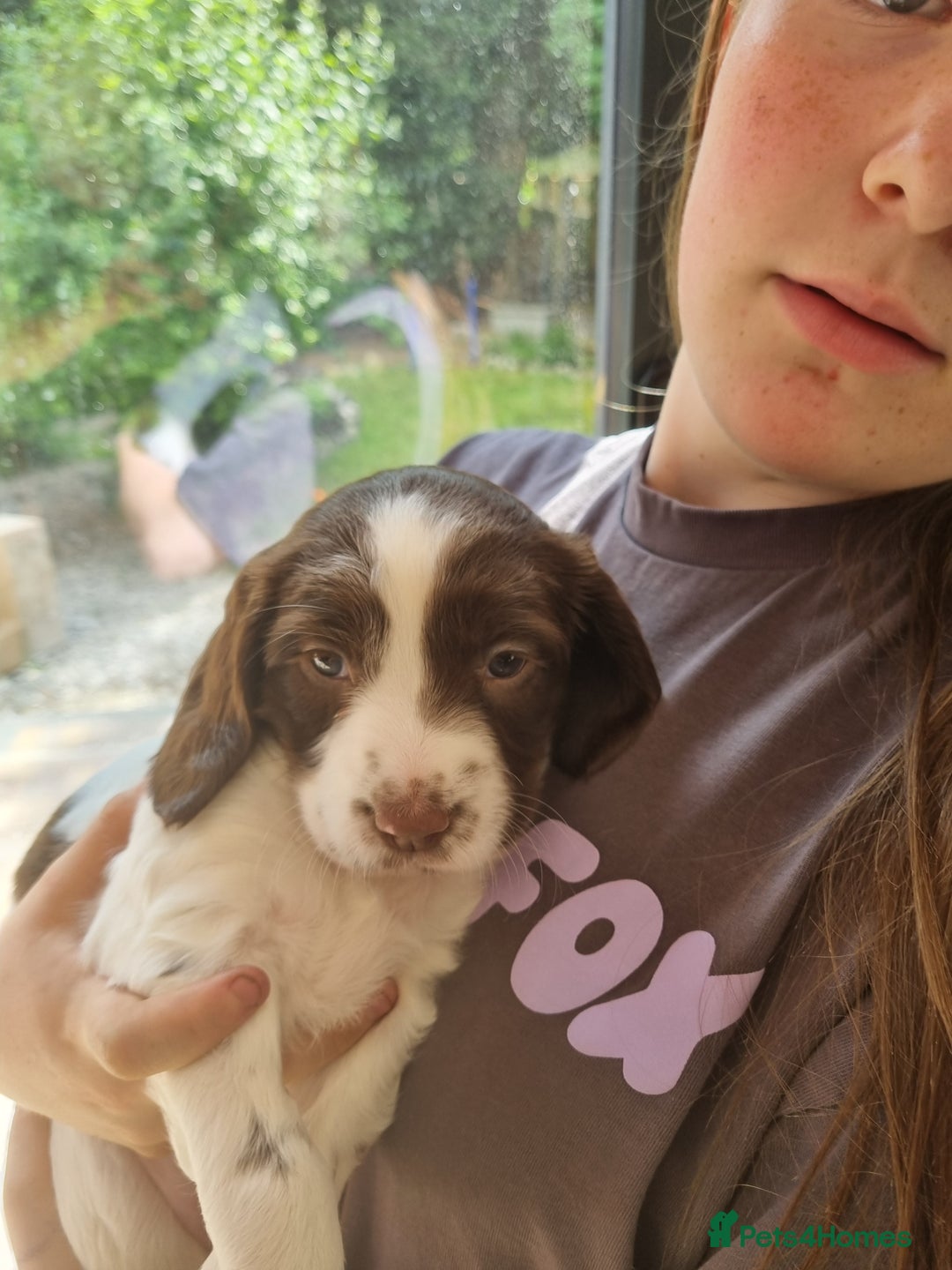 English Springer Spaniel dogs for sale: English springer spaniel puppies  - Image 10