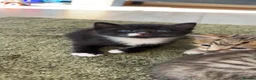 British Longhair cats for sale: 1 black and white long haired male  - Advert 1