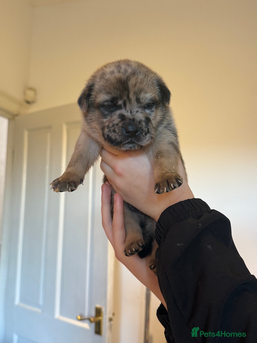 Mixed Breed dogs for sale: American bulldog / chowchow  - Advert 4