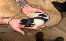 Jack Russell dogs for sale: Purê bred min ature Jack russell puppies - Image 14