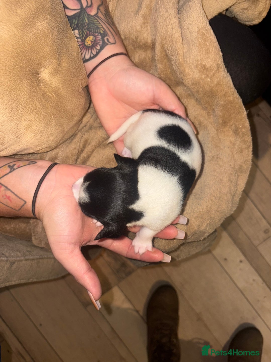 Jack Russell dogs for sale: Purê bred min ature Jack russell puppies - Image 14