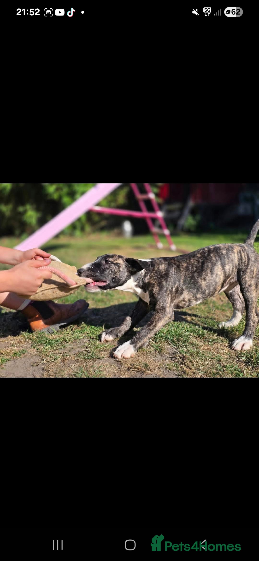 English Bull Terrier dogs for sale: Potato on legs - Advert 17