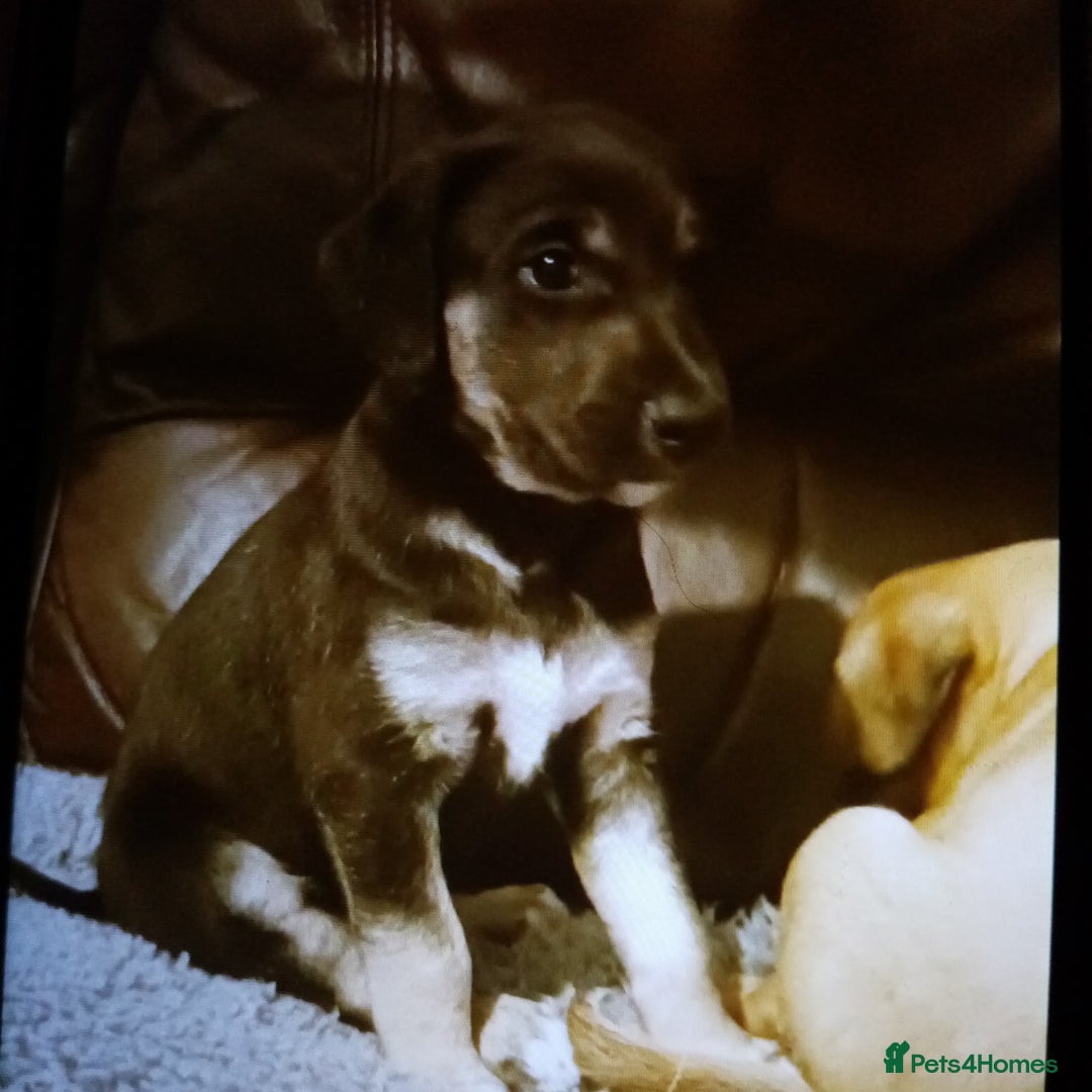 Lurcher dogs for sale: Bedlington whippet greyhound pups  - Advert 3