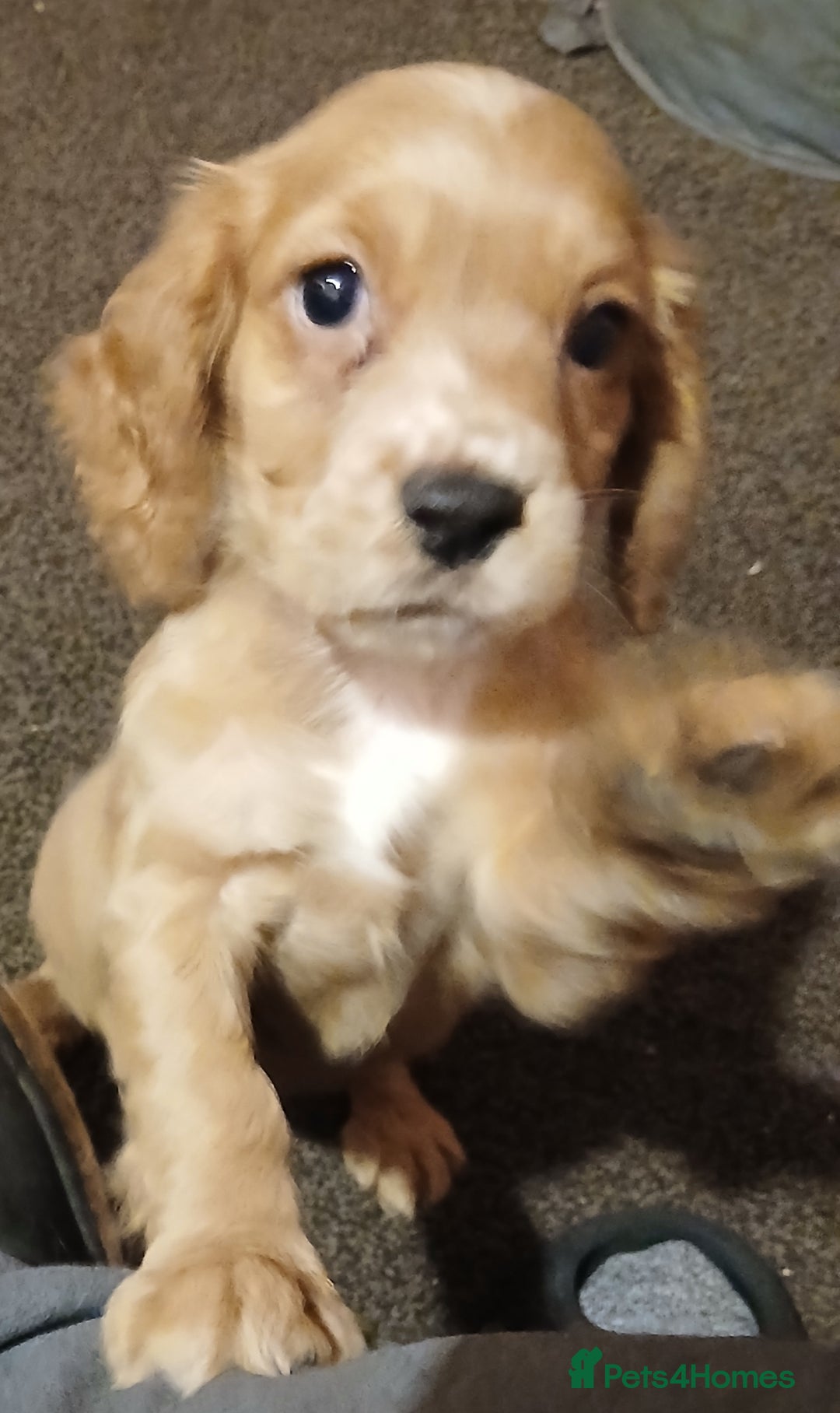 Cocker Spaniel dogs for sale: 2 cocker spaniel puppies left  - Advert 13