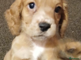 Cocker Spaniel dogs 1 girl left - Advert 3