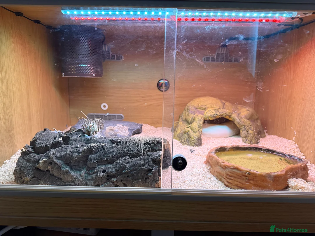 Python Snake reptiles for sale: M/F Royal Python Pair Banana(F) Superfire(M) in Dereham - Advert 2