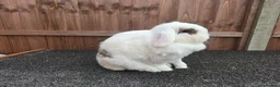 Mini Lop rabbits for sale: Beautiful Blue Eyed Sisters in March - Advert 3