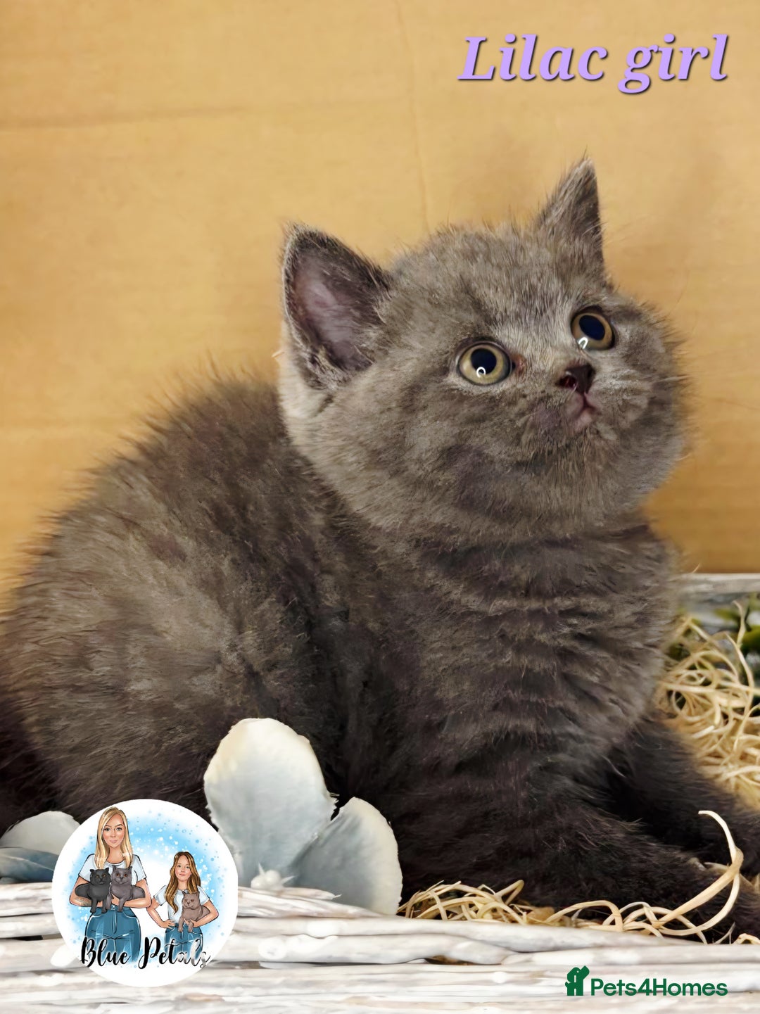 British Shorthair cats for sale: 4 beautiful British short hairs available  - Advert 25