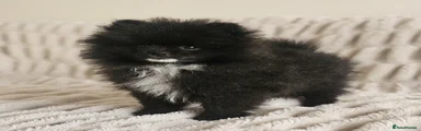 Pomeranian Puppy 2
