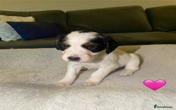 Cocker Spaniel dogs for sale: Cocker Spaniel Puppies  - Advert 18