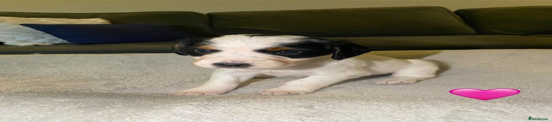 Cocker Spaniel Puppy 3