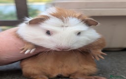 Guinea Pig rodents for sale: 2 smooth coat guinea pigs - Image 2