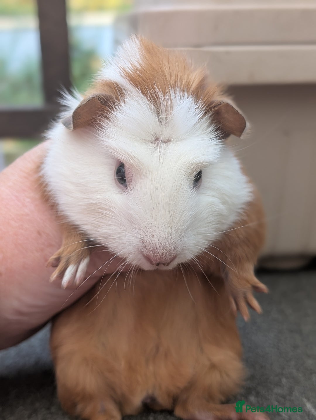 Guinea Pig rodents for sale: 2 smooth coat guinea pigs - Image 2