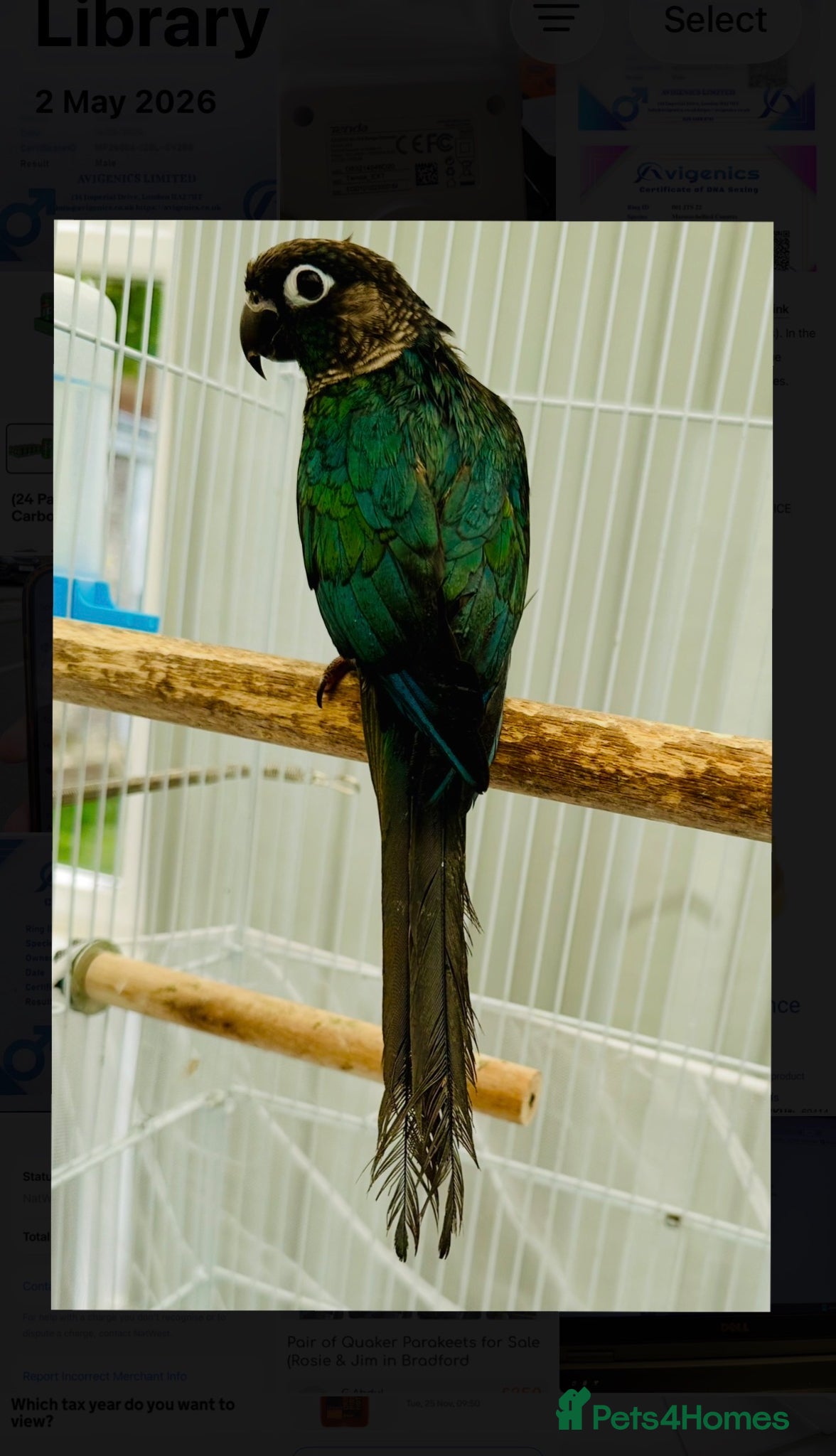 Lovebirds birds Turquoise Conure Lancaster - Advert 6