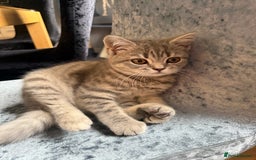 Scottish Fold cats for sale: Scottish fold kitten  - Image 17