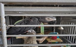 Parrots birds for sale: African grey  - Image 7