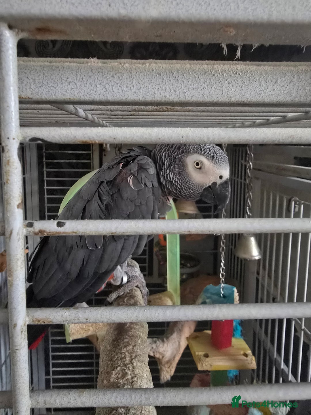 Parrots birds for sale: African grey  - Image 7