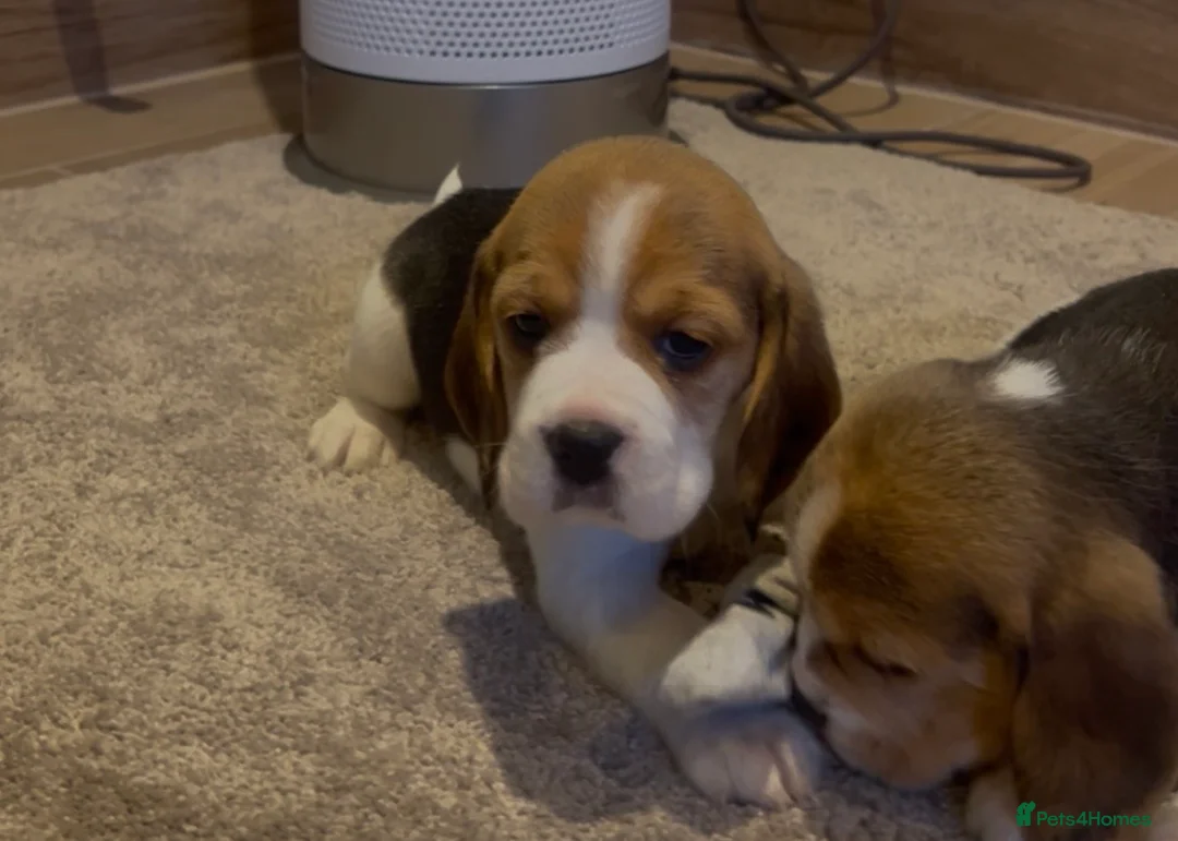 Beagle dogs for sale: Kc reg Charterwood/Duffose Show winning    - Advert 1