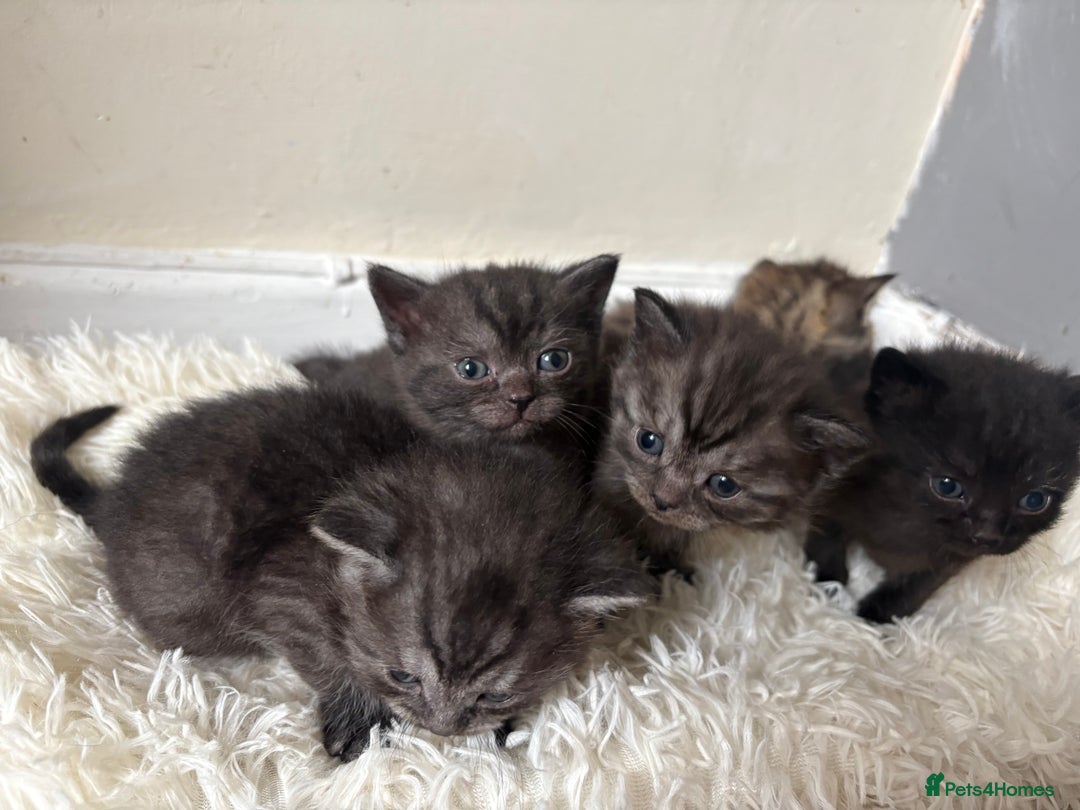 Brazilian Shorthair cats for sale: 7 Beautiful tabby British Shorthair Kittens  - Image 4