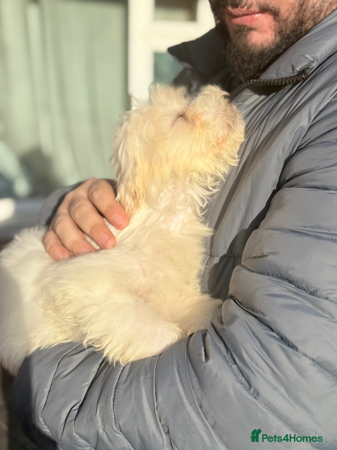 Maltese dogs for sale: Maltese - Advert 5