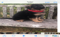 German Shepherd dogs for sale: Beautiful chunky long haired black, tan & red pups - Image 8